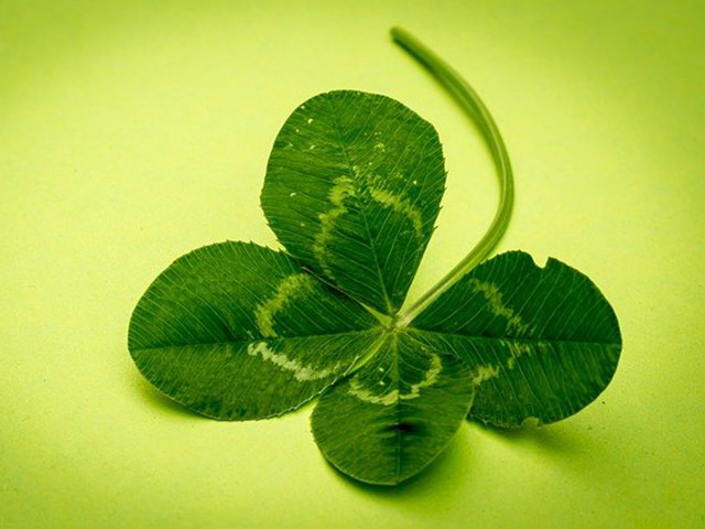 四葉のクローバー